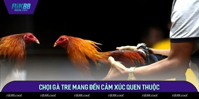 Chọi gà tre mang đến cảm xúc quen thuộc Chọi gà tre mang đến cảm xúc quen thuộc