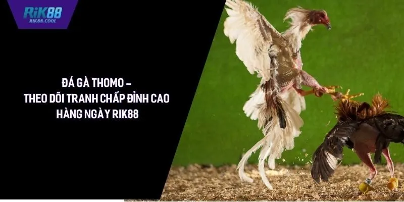 Đá Gà Thomo - Theo Dõi Tranh Chấp Đỉnh Cao Hàng Ngày Rik88